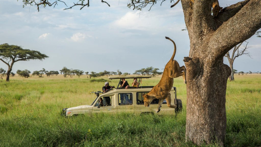 Tanzania Tour Safari - Tanzania Safari Specialist | 5 Days Safari Tours in Northern Tanzania | Image #3/8 | 