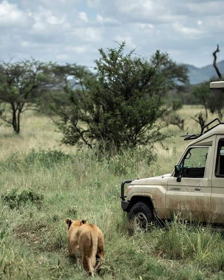 Tanzania Tour Safari - Tanzania Safari Specialist | 5 Days Safari Tours in Northern Tanzania | Image #5/8 | 