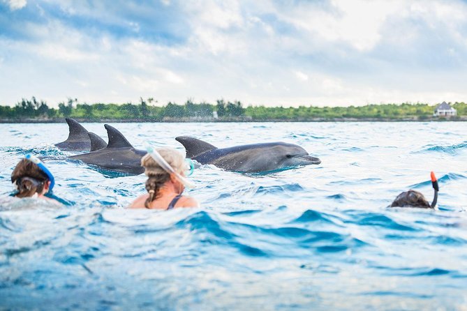 Swimming With Dolphins | The Best Of Mt. Kilimanjaro Treks & Safaris | Image #9/9 | 