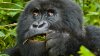 Adventure with Mountain gorillas | Kampala, Uganda