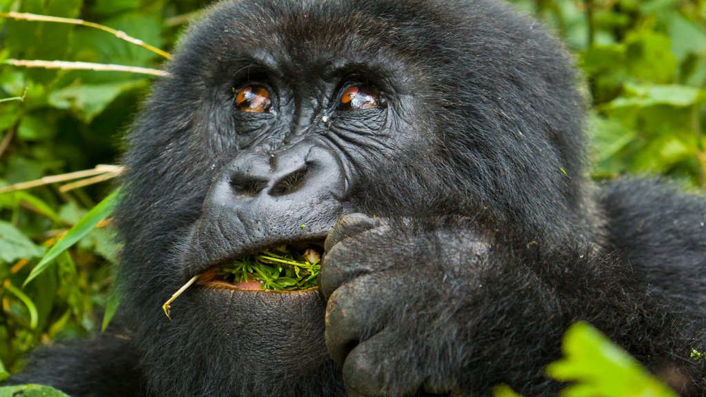 Gorilla In Bwindi | Adventure with Mountain gorillas | Kampala, Uganda | Tourism Center | Image #1/1 | 