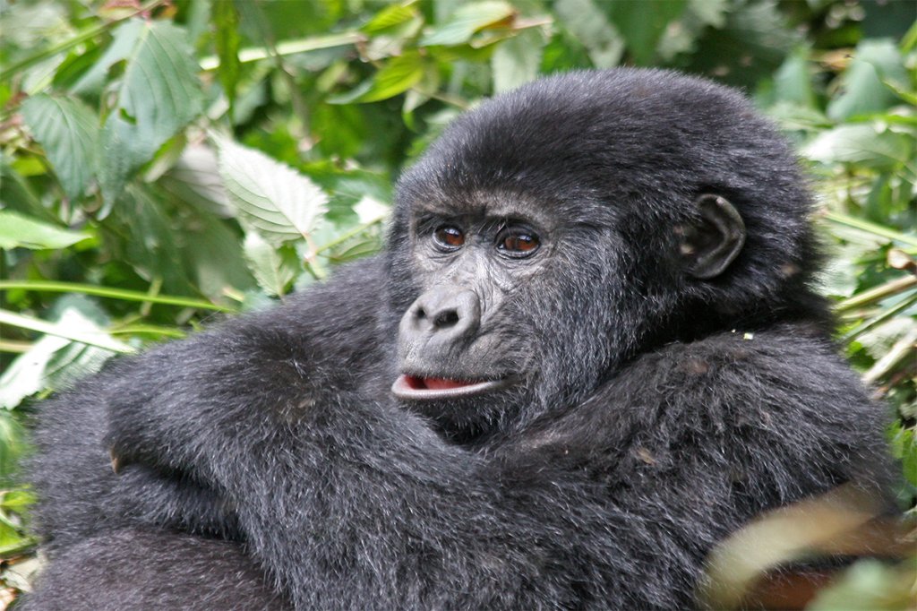 Gorilla Habituation Experience | Great Adventure Safari - Gorilla Trekking Safaris | Image #3/3 | 
