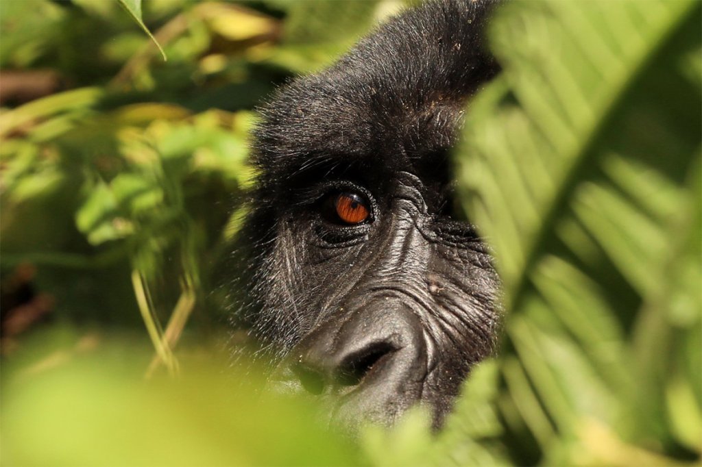 Fly-in Gorilla Trekking Safaris | Great Adventure Safari - Gorilla Trekking Safaris | Image #2/3 | 