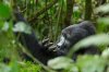 Great Adventure Safari - Gorilla Trekking Safaris | Entebbe, Uganda