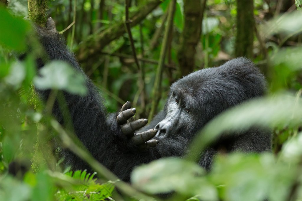 Gorilla Trekking In Bwindi Impenetrable National Park | Great Adventure Safari - Gorilla Trekking Safaris | Entebbe, Uganda | Sight-Seeing Tours | Image #1/3 | 