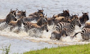4 Days Serengeti Great Migration Safari | Arusha, Tanzania | Wildlife & Safari Tours