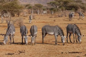 4 Days Masai Mara | Nairobi Kenya, Kenya | Wildlife & Safari Tours