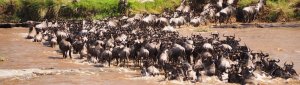 Exploring The Masai Mara | Nairobi, Kenya | Wildlife & Safari Tours