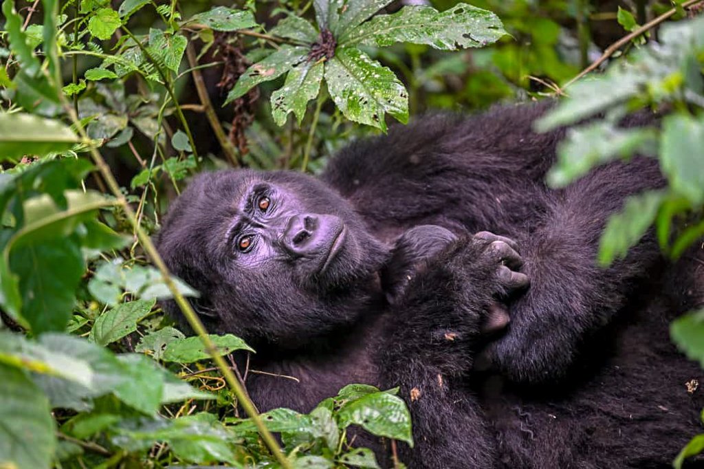 Gorilla Trekking | Rwatata Safaris | Image #2/3 | 