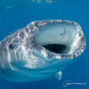 Snorkel With Whale Sharks Multi Day Eco Tour