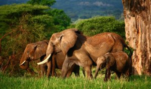 Four Days Tanzannia Safaris Norhern Circuit | Arusha, Tanzania | Hiking & Trekking