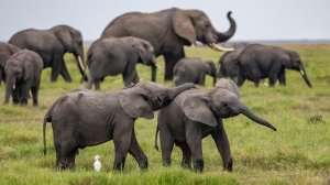 5 Five Days Tour | Arusha, Tanzania | Wildlife & Safari Tours