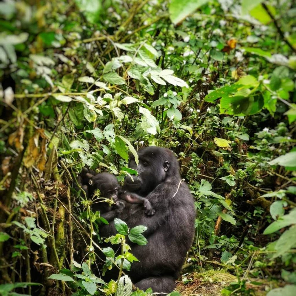 3 Days Uganda Gorilla Trekking Safari | Best Uganda Gorilla Trekking Safari Adventure | Image #7/8 | 