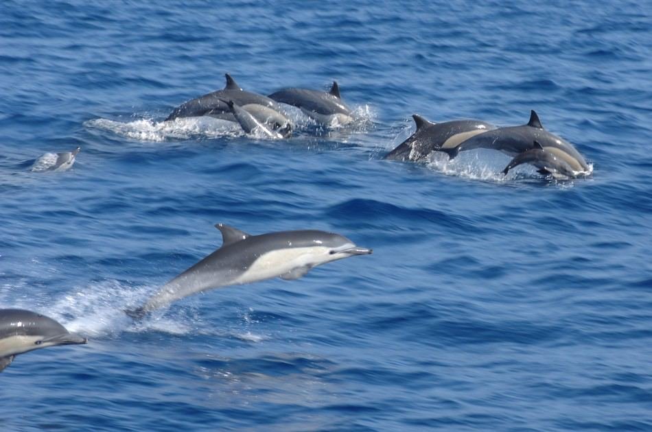 Wasini Island Dolphin Tour | Image #6/6 | 