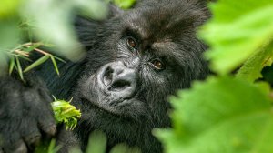Traveltime Uganda | Kampala, Uganda | Wildlife & Safari Tours