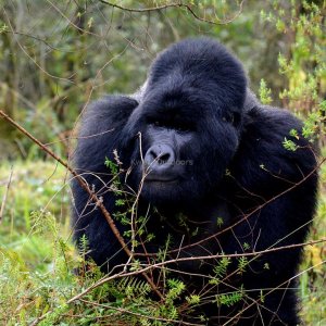 Kwezi Outdoors | Kampala, Uganda | Wildlife & Safari Tours