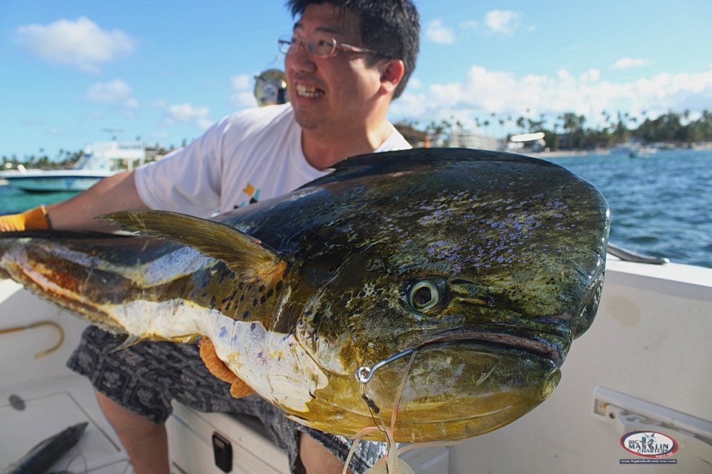 Mahi Mahi Punta Cana Fishing Charter | Big Marlin Fishing Charters In Punta Cana | Image #16/16 | 