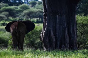 Day Trip - Tarangire Park | Arush, Tanzania | Wildlife & Safari Tours