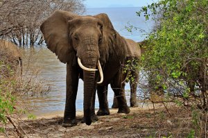 4days/3nights Tarangire .serengeti And Ngorongoro | Arush, Tanzania | Wildlife & Safari Tours