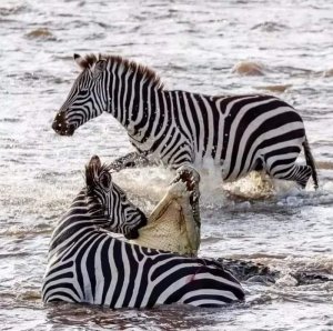 9days Serengeti Great Wildebeest Migration -