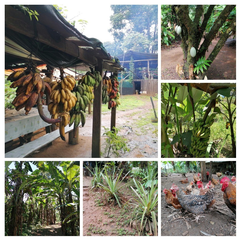 Rio Agujitas Eco Farm And Tours | Image #4/4 | 