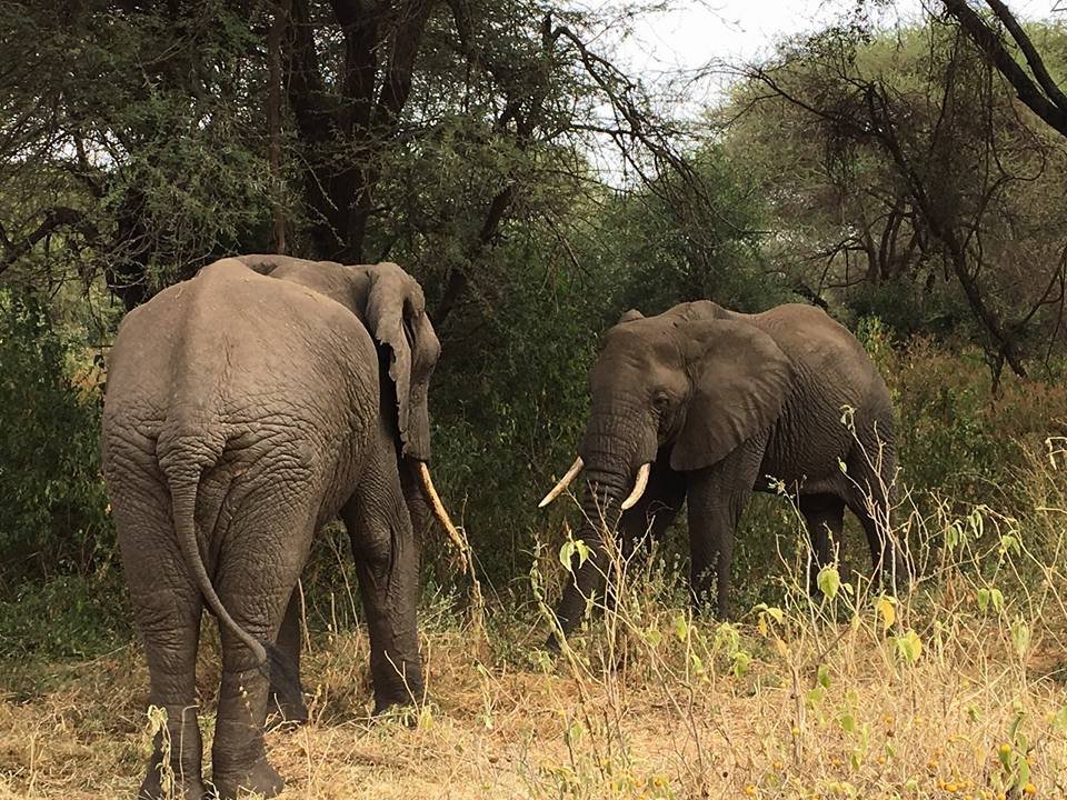 Elephants | 9-day Night Game Drive-canoeing-walking At Crater | Image #3/9 | 