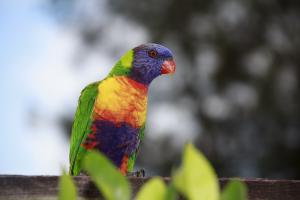 Australian Birds | Sydney, Australia | Birdwatching