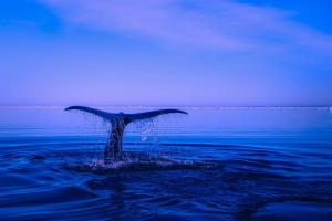 Whale Watching in North America