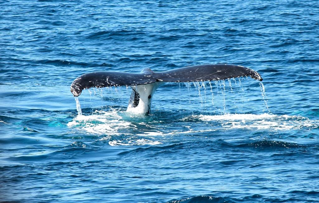 Whale Watch Alaska Tours