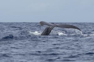 Cape May Whale Watch | Cape May, New Jersey | Whale Watching