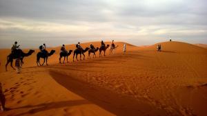 India Desert (camel) Safari. | Jodhpur, India | Camel Riding