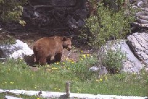 Brown Bear |  Accommodations Jasper | Image #3/7 | 