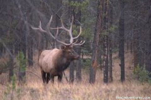 Bull Elk |  Accommodations Jasper | Image #4/7 | 