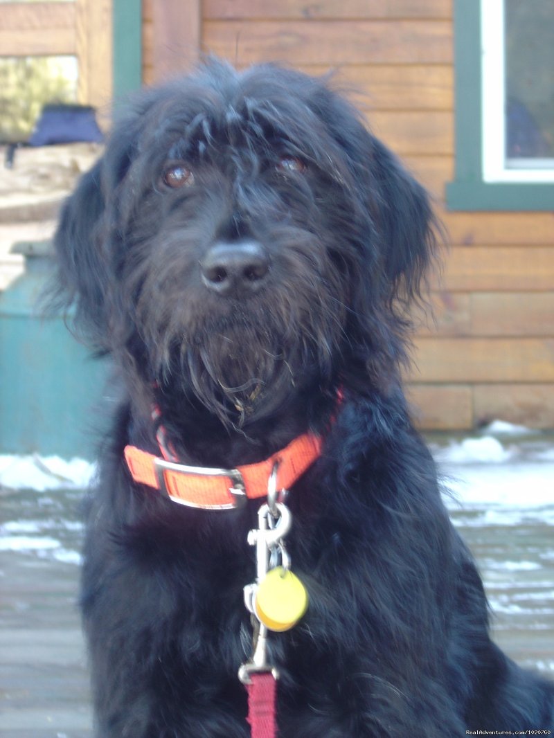 Sunny Rock Bed and Breakfast, Ace the Labradoodle | Sunny Rock Bed & Breakfast Haliburton Highlands ON | Image #18/23 | 
