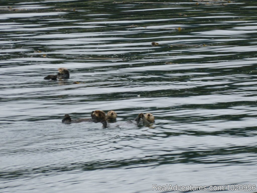 Sea otters | Historic & scenic Seldovia Alaska Bed & Breakfast | Image #10/14 | 