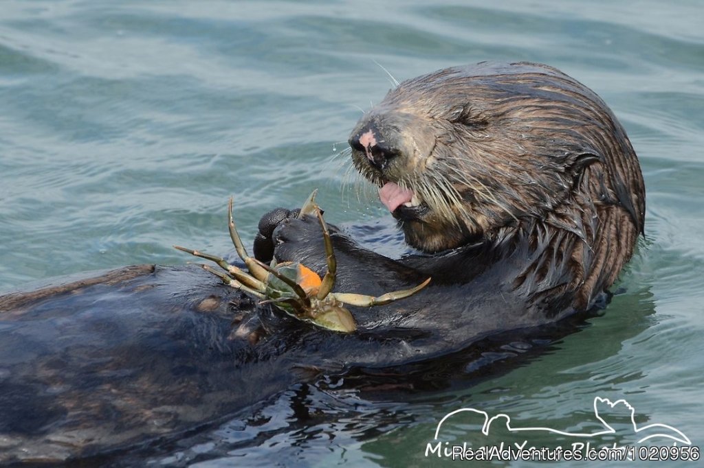 Sea otter opening his lunch | Historic & scenic Seldovia Alaska Bed & Breakfast | Image #11/14 | 