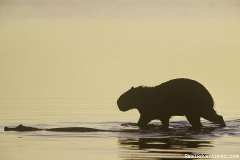 Capybaras in the  Llanos | Natoura Travel &  Adventure tours in Venezuela | Image #3/7 | 