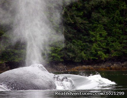 Humpback whale off of Northern Vancouver Island | Sea Kayak Vacations & Whale Adventures in Baja/BC | Image #18/25 | 