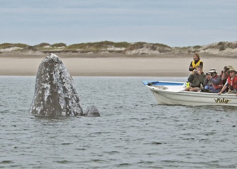 Gray Whale Mom and Baby Watching Humans