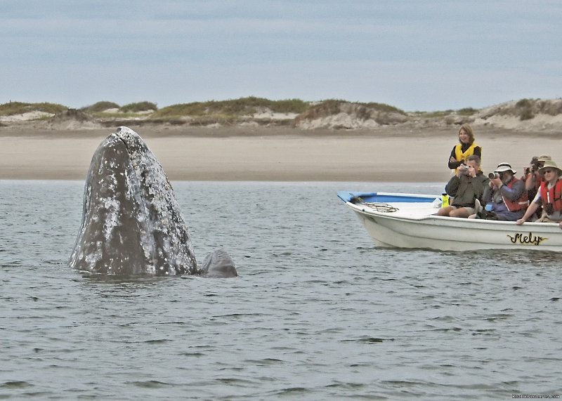 Gray Whale Mom and Baby Watching Humans | Sea Kayak Vacations & Whale Adventures in Baja/BC | Image #10/25 | 