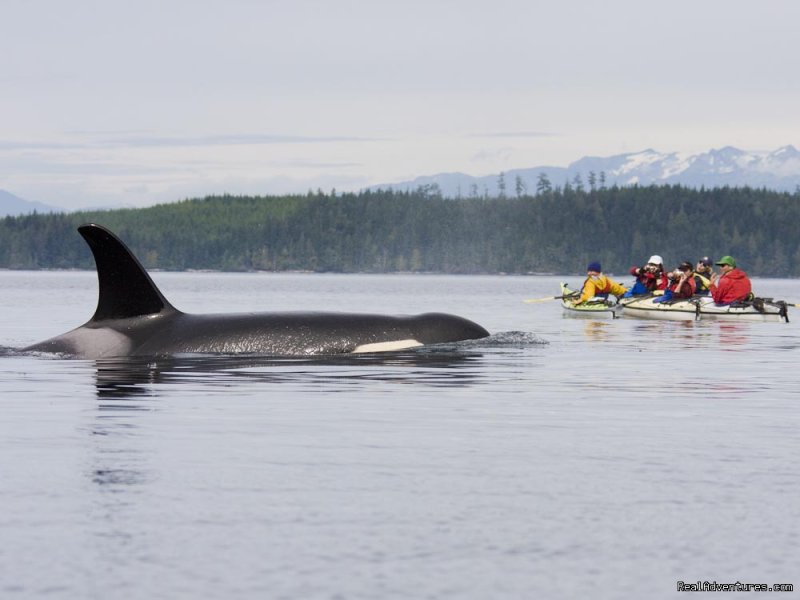 Kayaking with Orcas - BC Johnstone Strait | Sea Kayak Vacations & Whale Adventures in Baja/BC | Image #14/25 | 
