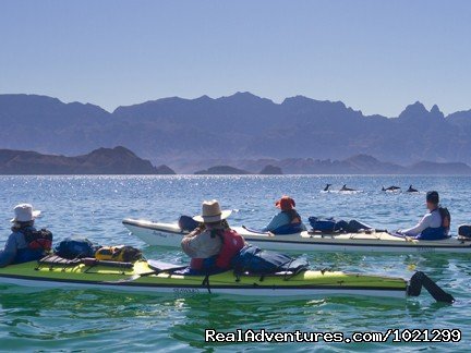 Dolphins swim by our kayaks | Sea Kayak Vacations & Whale Adventures in Baja/BC | Image #4/25 | 