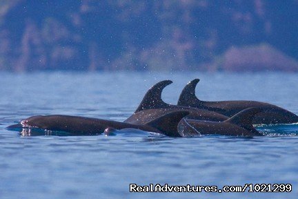 Bottlenose Dolphins in the Sea of Cortez