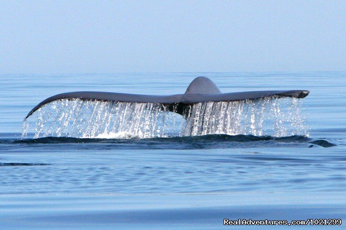 Blue Whale - Baja Sea of Cortez | Sea Kayak Vacations & Whale Adventures in Baja/BC | Image #3/25 | 