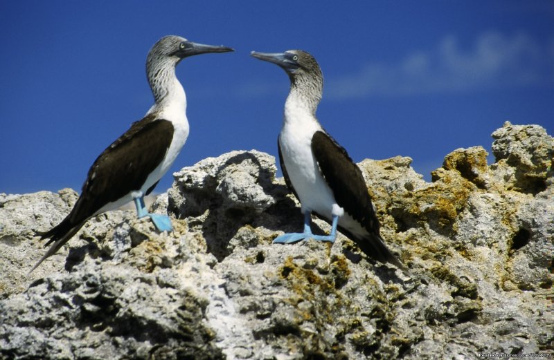 Blue-footed Boobies | Sea Kayak Vacations & Whale Adventures in Baja/BC | Image #13/25 | 