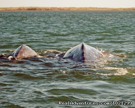 Gray whale calf and mother | Sea Kayak Vacations & Whale Adventures in Baja/BC | Image #11/25 | 