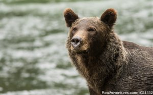 Grizzly Bear & Whale Tours | Campbell River, British Columbia Wildlife & Safari Tours | Great Vacations & Exciting Destinations