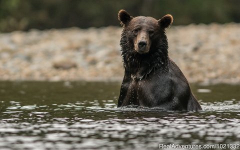 Grizzly Bear Looking for Salmon