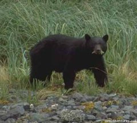 Black Bear in the Nuchatilitz | Wild Heart Adventures | Image #3/3 | 