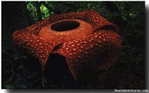 The biggest flower in the world | Suma Terra Holidays | Medan, Indonesia | Eco Tours | Image #1/1 | 